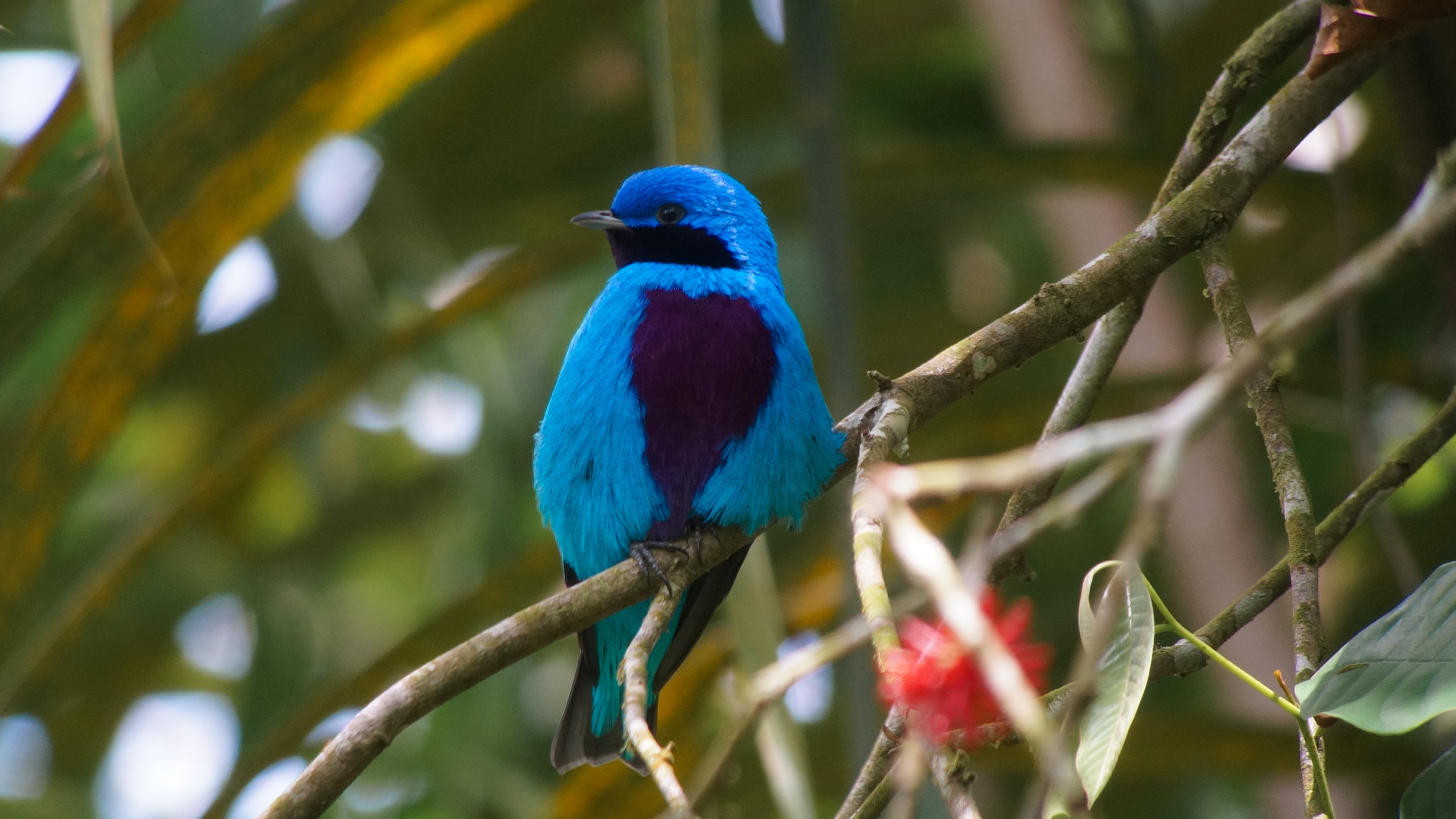 Cotinga amabilis